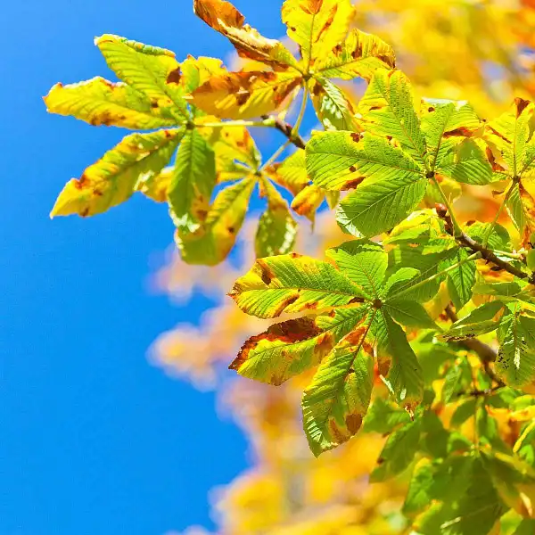 traitement mineuse marronnier