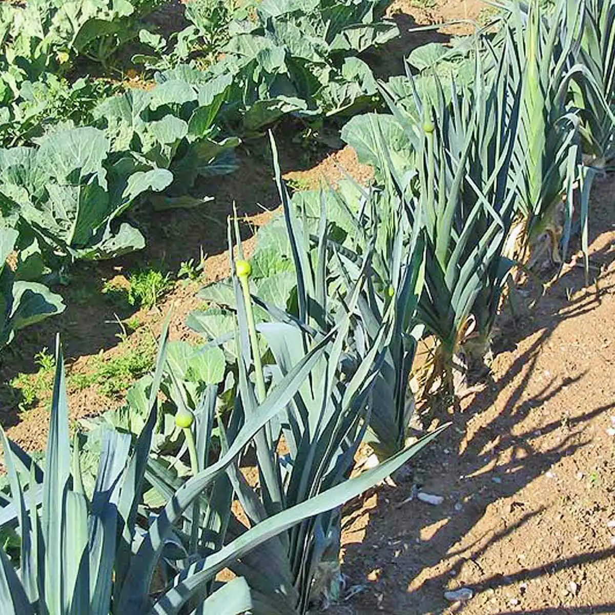 Piège et phéromone teigne du poireau, oignon, ail  Piège et phéromone teigne du poireau, oignon, ail