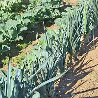 Piège et phéromone teigne du poireau, oignon, ail  Piège et phéromone teigne du poireau, oignon, ail