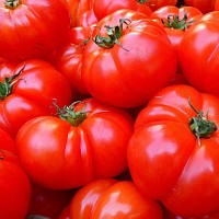 PiÃ¨ge et phÃ©romone mineuse de la tomate et solanacÃ©es