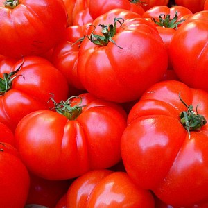 Piège et phéromone mineuse de la tomate et solanacées
