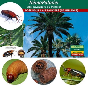 Nématodes contre le charançon rouge du palmier NemaPalmier
