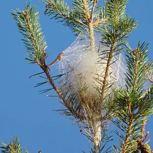Piège et phéromone chenille processionnaire du pin