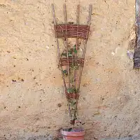 Treillis éventail en noisetier tressé d'osier