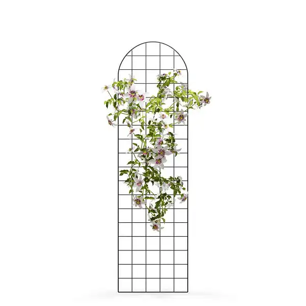 treillis mural arrondi 50x180cm plante grimpante  treillis mural arrondi 50x180cm plante grimpante