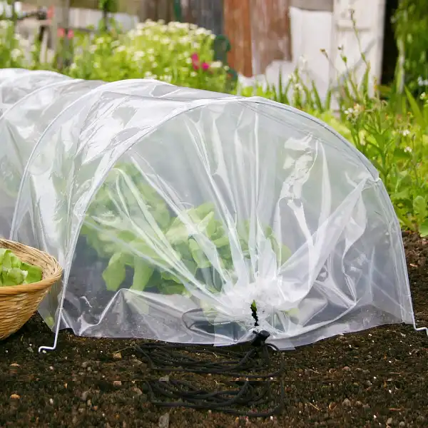 tunnel forcage jardin