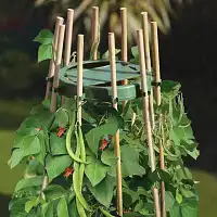 Support tuteur haricot plante grimpante