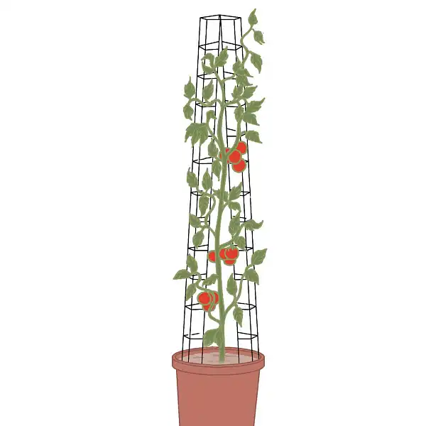 tuteur tomate universel tuteur tomate universel
