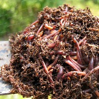 Vers de compost 400g