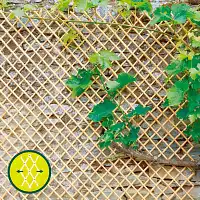 Wick treillis en osier naturel pelé - 1,50 m et 2 m