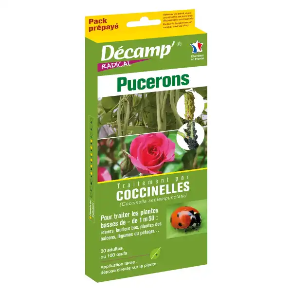 œufs coccinelle anti puceron