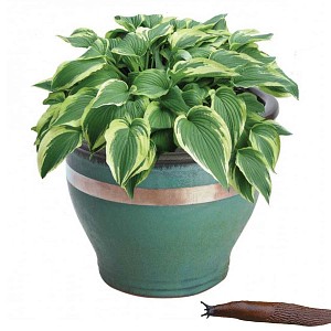 Anti limaces ruban en cuivre 4m x 3cm pour pots
