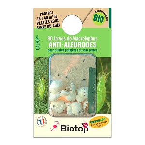 Punaise Calpop Macrolophus pygmaeus contre les aleurodes mouches blanches