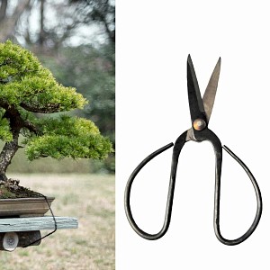 Petit Ciseau à bonsai