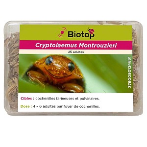 Coccinelle Cryptolaemus anti cochenilles