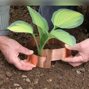 Anti limaces bandes de cuivre, Lot de 5 bandes de 59cm