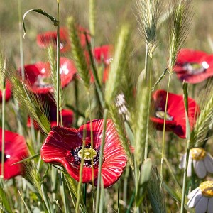 Pavot en céramique sur tige à planter - Déco jardin