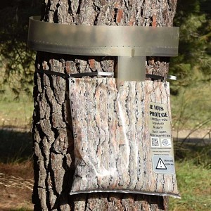Eco Piège contre chenille processionnaire du pin écorce