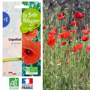 Graines de coquelicot sauvage bio