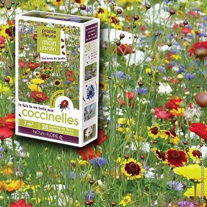Prairie Fleurie - Fleurs amies des coccinelles - 7m2
