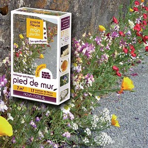 Prairie Fleurie - Pied de mur - mélange de graines - 7m2