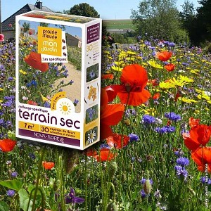 Prairie Fleurie - Mélange terrain sec - graines de fleurs - 7m2