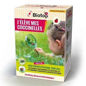 Kit pédagogique d'élevage de coccinelles Coccifly