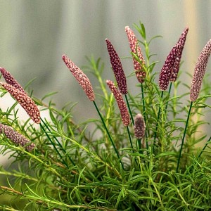 Fleurs sauvages en céramique sur tige à planter - Déco jardin