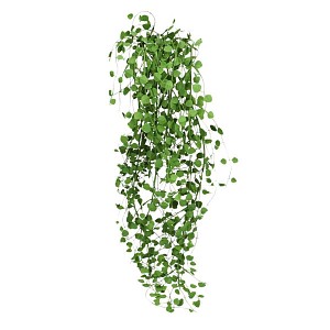 Muehlenbeckia - Couvre sol persistant