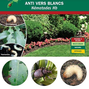Nématodes anti vers blancs Hannetons et Otiorhynques - Lutte bio
