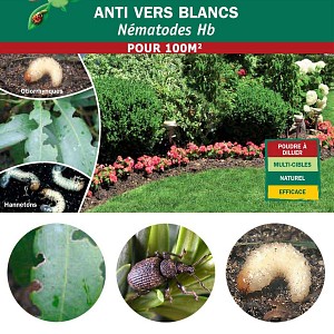 Nématodes anti vers blancs Hannetons et Otiorhynques - 100m2 bio
