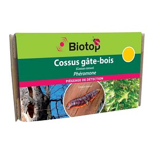 Piège et phéromone Cossus gâte-bois