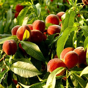 Piège et phéromone mouche méditerranéenne des fruits
