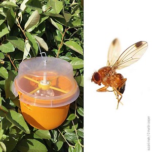 Piege mouche asiatique des fruits et cerise Suzukii