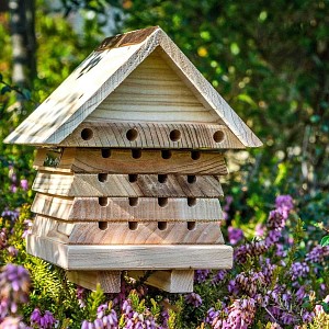 Ruche pédagogique abeilles solitaires