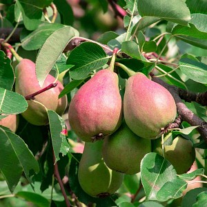 Piège et phéromone zeuzère du poirier ou pommier