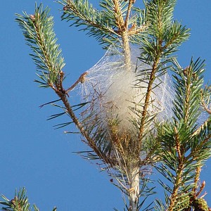 Piège et phéromone chenille processionnaire du pin