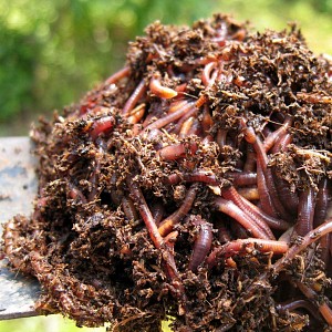 Vers de compost 400g